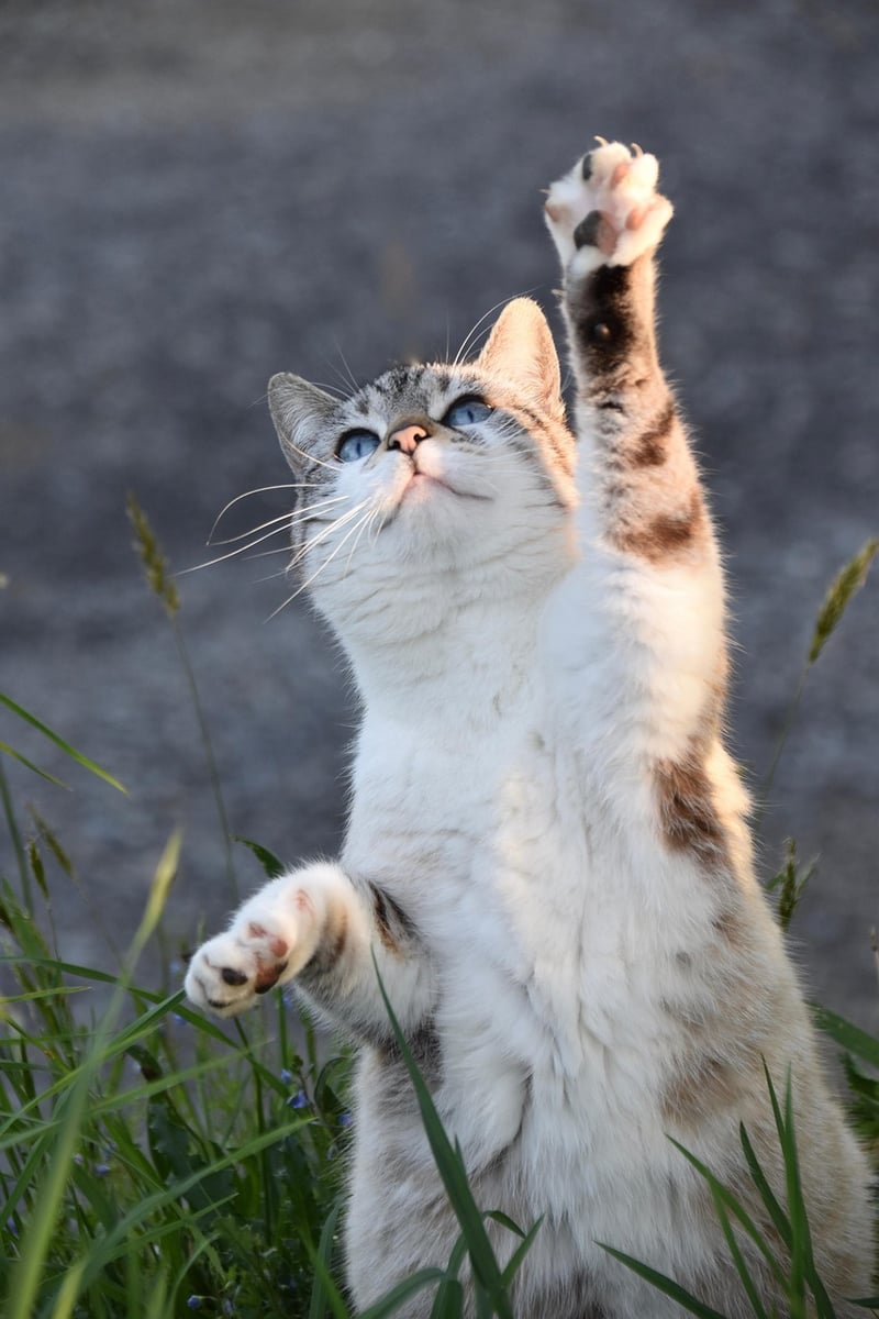 Tai Chi for Balance